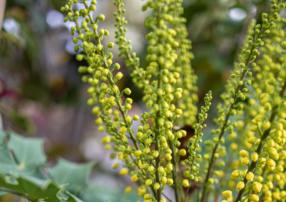 Forum für Grünes Wissen